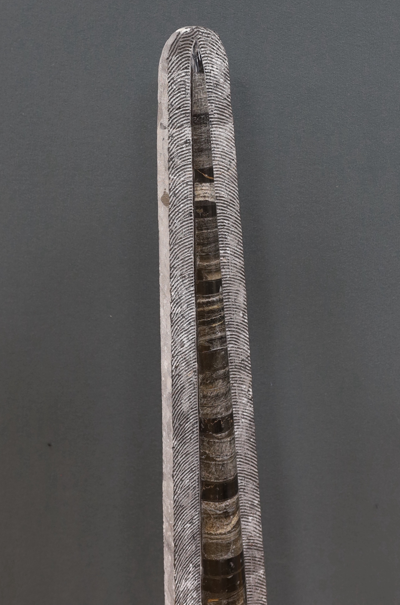 A large Middle Ordovician Orthoceras fossil on prepared limestone matrix, Orthoceras 94cm high, matrix 102cm high